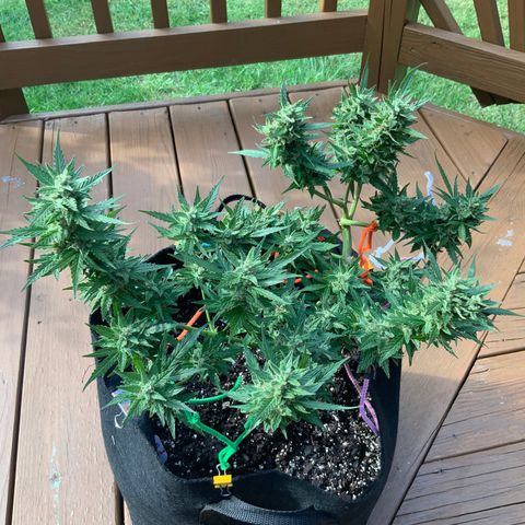 Gorilla Glue 1 7/23 growlog photo: 4p