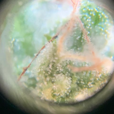 Gorilla Glue 1 7/23 growlog photo: 4p