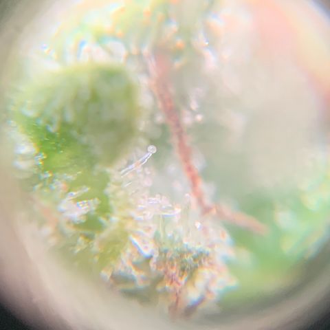 Gorilla Glue 1 7/23 growlog photo: 4p