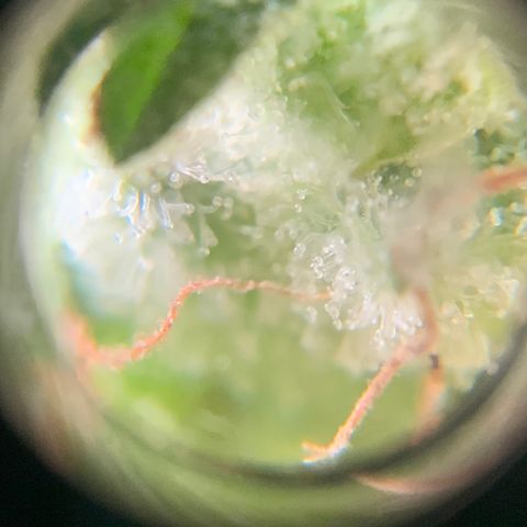 Gorilla Glue 1 7/23 growlog photo: 4p