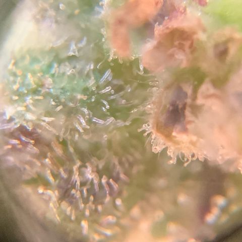 Gorilla Glue 2 7/25 growlog photo: 4p