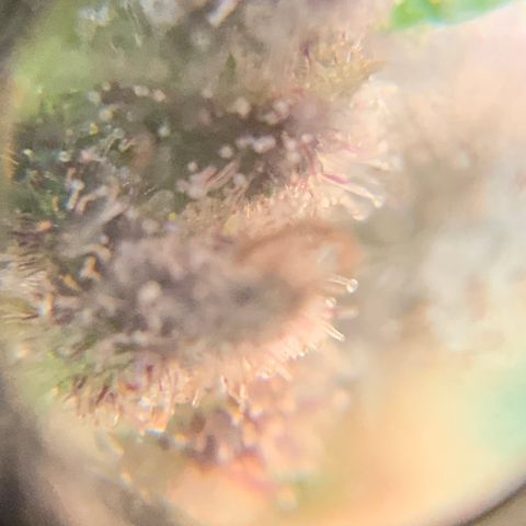 Gorilla Glue 2 7/25 growlog photo: 4p