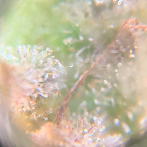 Gorilla Glue 2 7/25 growlog photo: 4p
