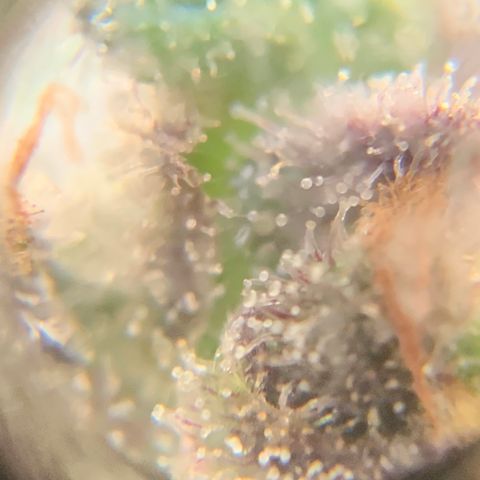 Gorilla Glue 2 7/25 growlog photo: 4p