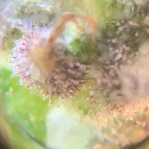 Gorilla Glue 2 7/25 growlog photo: 4p