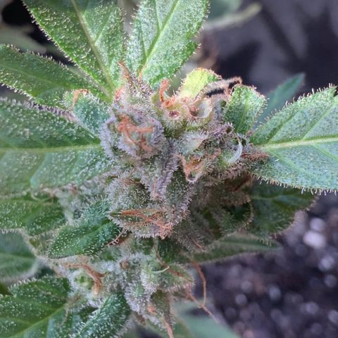 Gorilla Glue 2 7/25 growlog photo: 4p