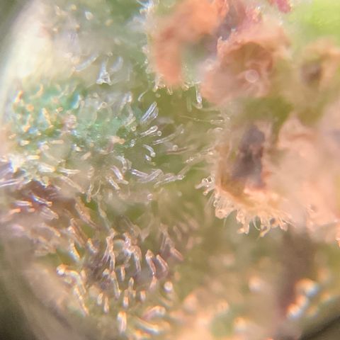 Gorilla Glue 2 7/25 growlog photo: 4p