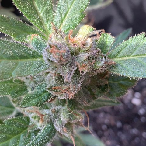 Gorilla Glue 2 7/25 growlog photo: 4p