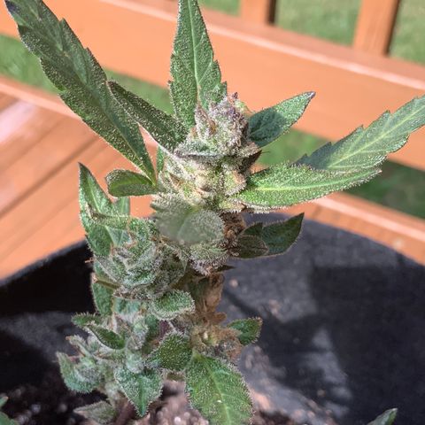 Gorilla Glue 2 7/25 growlog photo: 4p