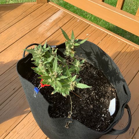 Gorilla Glue 2 7/25 growlog photo: 4p