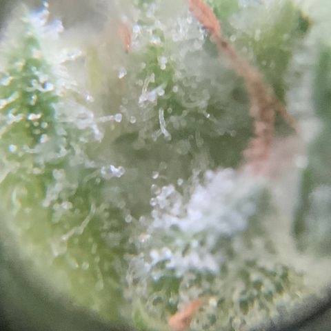 Bruce Banner 7/22 growlog photo: 9a