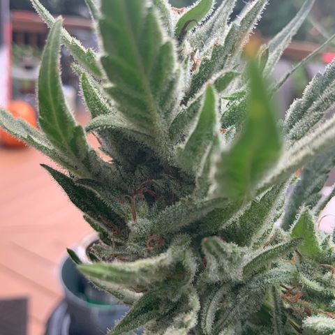 Bruce Banner 7/22 growlog photo: 9a