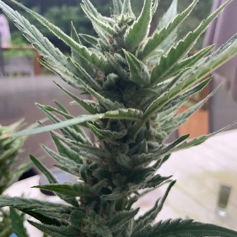 Bruce Banner 7/22 growlog photo: 9a