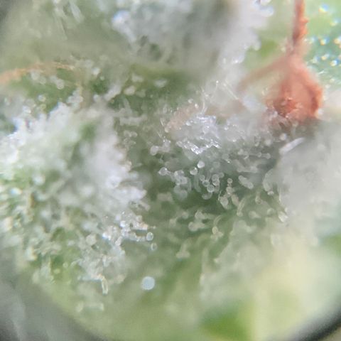 Bruce Banner 7/22 growlog photo: 9a