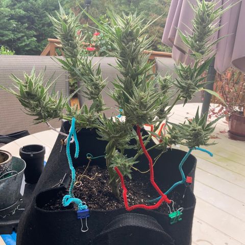 Bruce Banner 7/22 growlog photo: 9a