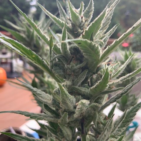 Bruce Banner 7/22 growlog photo: 9a