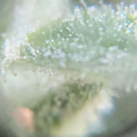Bruce Banner 7/22 growlog photo: 9a