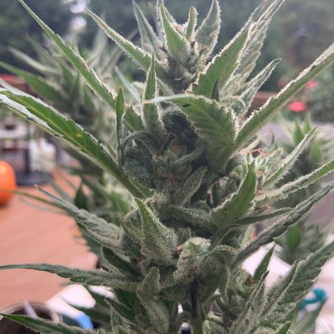 Bruce Banner 7/22 growlog photo: 9a