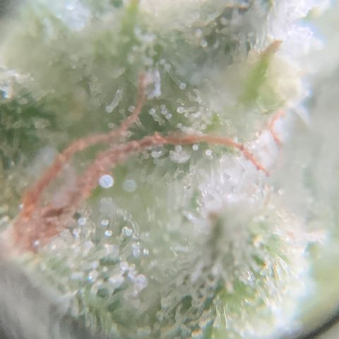 Bruce Banner 7/22 growlog photo: 9a