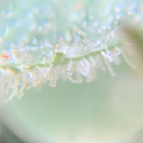 Bruce Banner 7/22 growlog photo: 4p