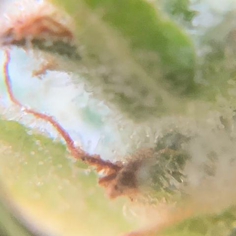 Bruce Banner 7/22 growlog photo: 4p