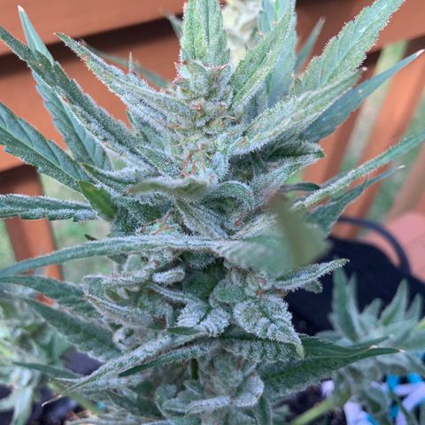 Bruce Banner 7/22 growlog photo: 4p