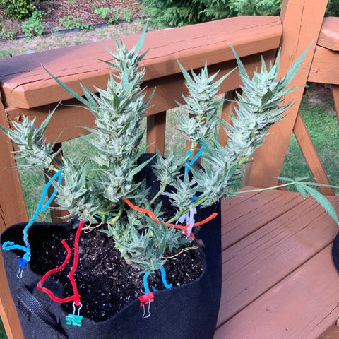 Bruce Banner 7/22 growlog photo: 4p