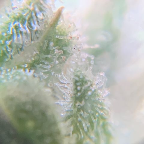 Bruce Banner 7/22 growlog photo: 4p