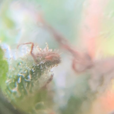 Bruce Banner 7/22 growlog photo: 4p