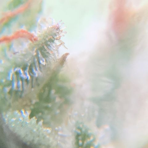 Bruce Banner 7/22 growlog photo: 4p