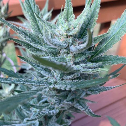 Bruce Banner 7/22 growlog photo: 4p