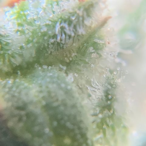Bruce Banner 7/22 growlog photo: 4p