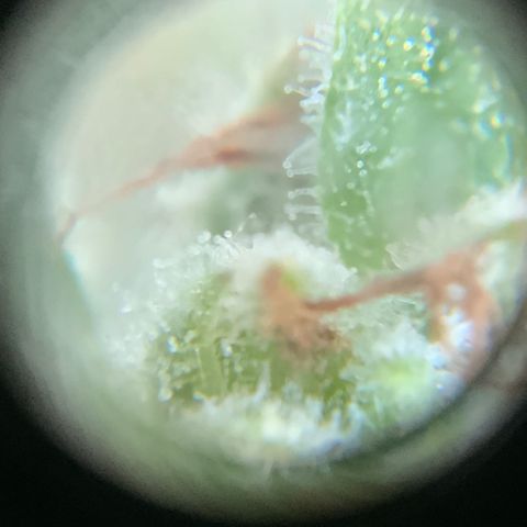 Bruce Banner 7/22 growlog photo: 11a