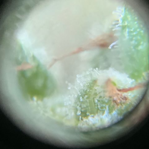 Bruce Banner 7/22 growlog photo: 11a
