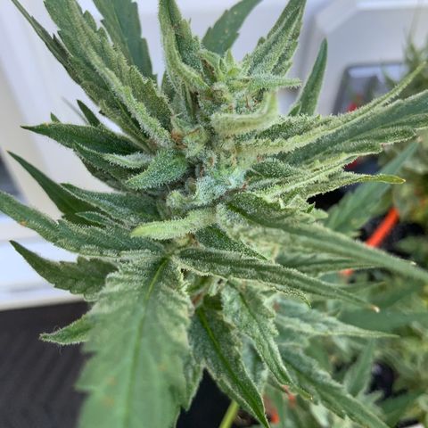 Bruce Banner 7/22 growlog photo: 11a