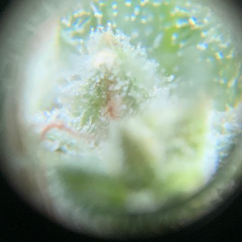 Bruce Banner 7/22 growlog photo: 11a