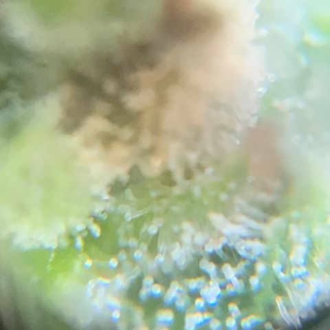 White Widow 7/25 growlog photo: 11a