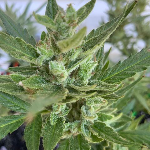 White Widow 7/25 growlog photo: 11a