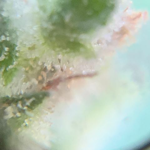 White Widow 7/25 growlog photo: 11a