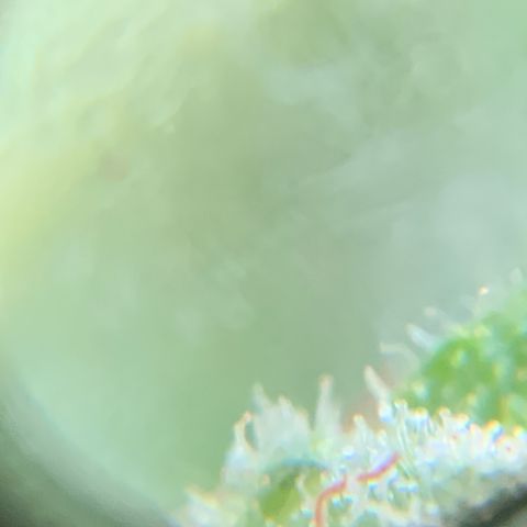 White Widow 7/25 growlog photo: 11a