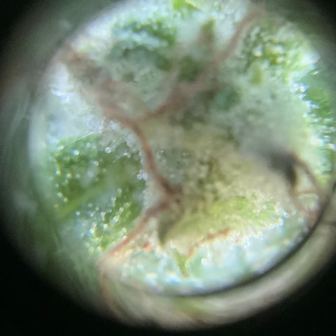 Gorilla Glue 1 7/23 growlog photo: 11a