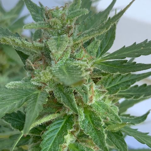 Gorilla Glue 1 7/23 growlog photo: 11a