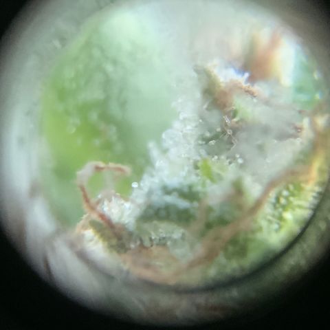 Gorilla Glue 1 7/23 growlog photo: 11a