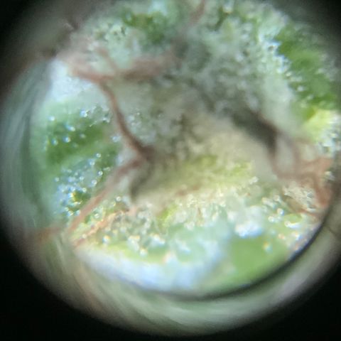 Gorilla Glue 1 7/23 growlog photo: 11a