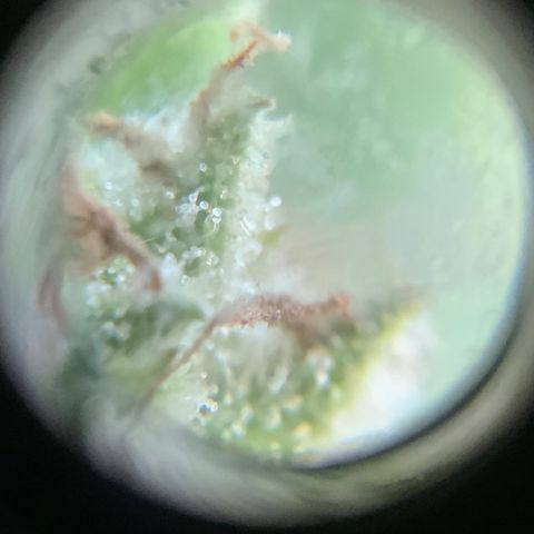 Gorilla Glue 1 7/23 growlog photo: 11a