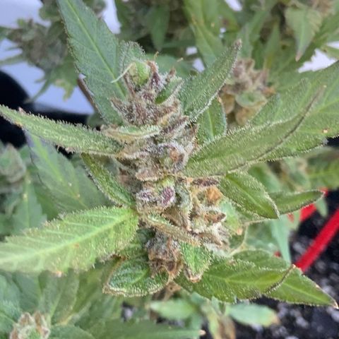 Gorilla Glue 2 7/25 growlog photo: 11a