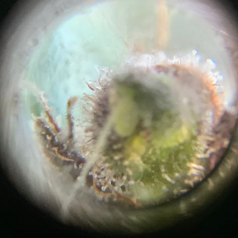Gorilla Glue 2 7/25 growlog photo: 11a