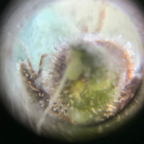 Gorilla Glue 2 7/25 growlog photo: 11a