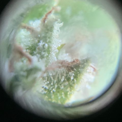 Gorilla Glue 1 7/23 growlog photo: 11a