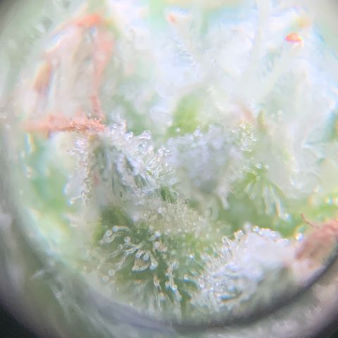 Bruce Banner 7/22 growlog photo: 9a